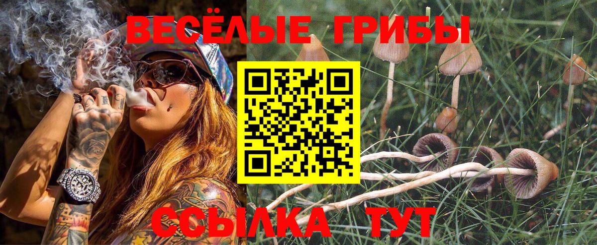 Галлюциногенные грибы Psilocybe  купить   Ачхой-Мартан  Вход с VPN 